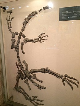 Рештки Gyposaurus sinensis виставлені у Геологічному музеї Китаю