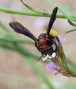 Andrena fuscosa