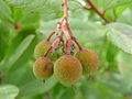 Westlicher Erdbeerbaum, (Arbutus unedo)
