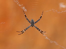 Argiope katherina