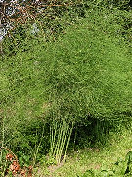 Asperge planten Asparagus officinalis.jpg