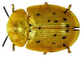 Aspidimorpha nigromaculata
