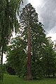 Sequoia giganteum