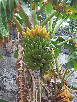 Bananas on a banana tree. Personnal photo, fre...