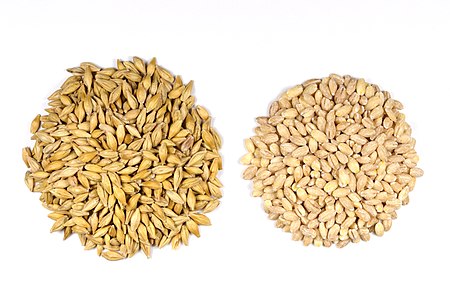 Kabuklu (solda) ve kabuğu soyulmuş (sağda) arpa (Hordeum vulgare L.) tohumları.
