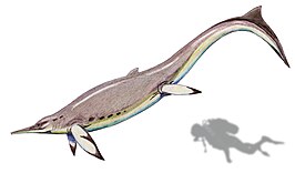 Besanosaurus