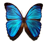 فراشة Morpho menelaus