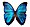 Blue morpho butterfly.jpg