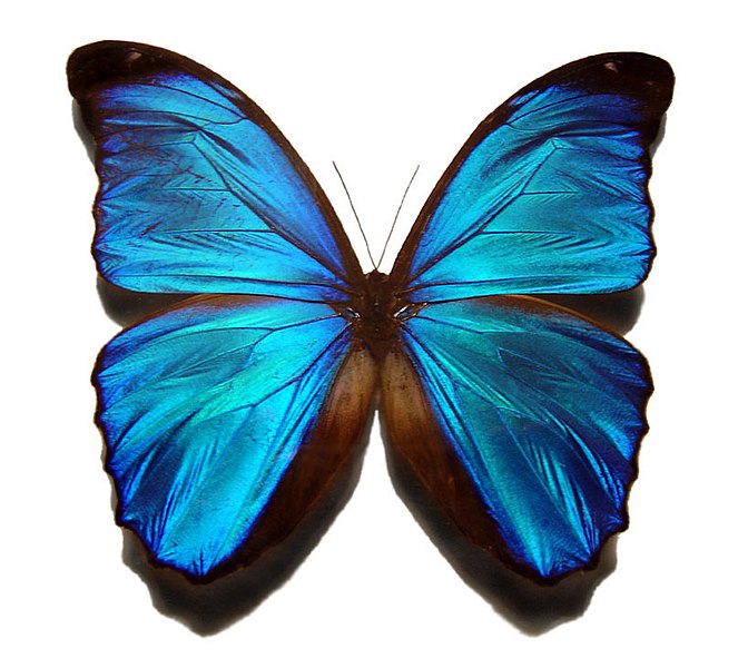 Файл:Blue morpho butterfly.jpg