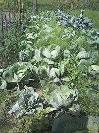 Brassicales - Brassica oleracea var. capitata f. alba - 20