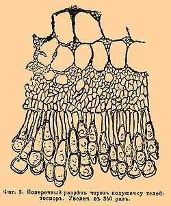 Фиг. 3. Поперечный разрез через подушечку телейтоспор. Увелич. в 350 раз.