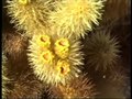 Файл: Cactaceae - Cylindropuntia bigelovii - Cholla Cactus.webm