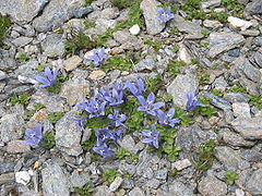 Campanula cenisia.