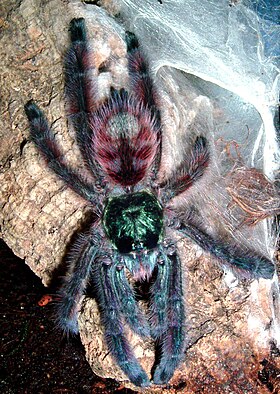 Fêmea de Caribena versicolor, syn. Avicularia versicolor com 13 meses.