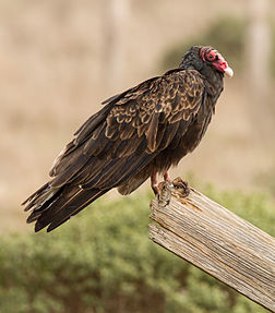 Un urubu à tête rouge (Cathartes aura), vautour réparti sur la presque totalité du continent américain. (définition réelle 3 296 × 3 752)