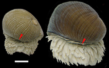 Back side of two snails. Operculum is visible among numerous scales.