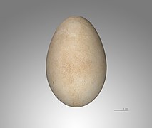 Baltojo gandro kiaušinis