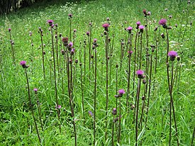 Бодяк разнолистный (Cirsium heterophyllum) — типовой вид рода Бодяк. Общий вид группы цветущих растений.