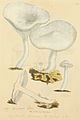 Ábrázolása a Coloured Figures of English Fungi or Mushrooms-ban (1797-1809)
