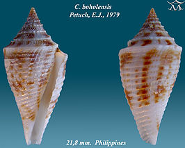Conus boholensis