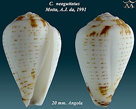 Conus neoguttatus