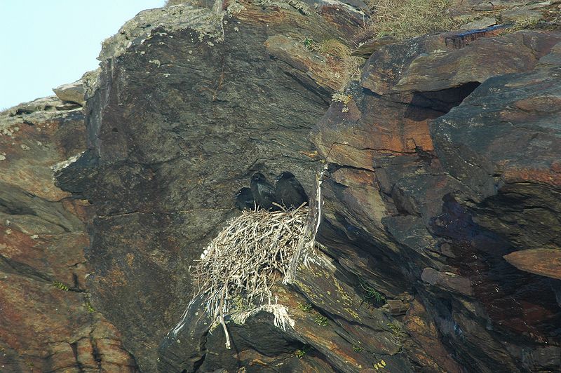 File:Corvus corax -Donegal -Ireland -chicks-8.jpg