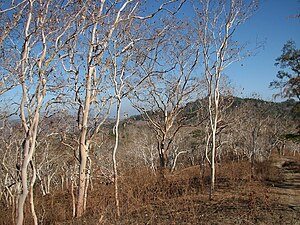 Eucalyptus alba-Bäume am Ende der Trockenzeit, an der Grenze zwischen Lacawa und Afabubu