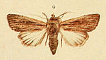 Leucania comma – Specimen