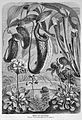 Die Gartenlaube (1875) b 160.jpg Pflanzen als Insectenfänger. Nach der Natur aufgenommen von E. Schmidt