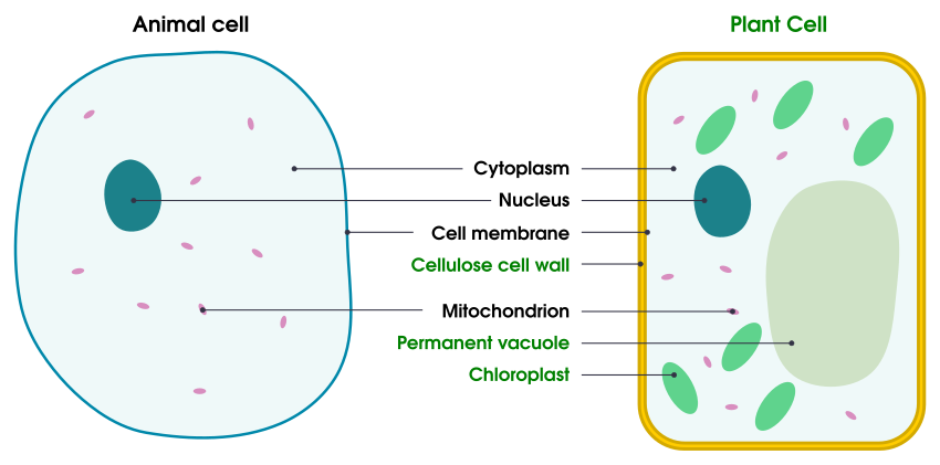 Diagram showing the parts of animal and plants cells. Plant-only organelles are shown in green.