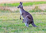 カンガルーのサムネイル