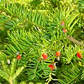 Taxus baccata L.