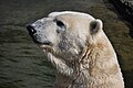 Polar bears in the Zoo