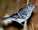 Elfin woods warbler