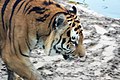 Szibériai tigris (Panthera tigris altaica)
