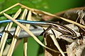 Emoia caeruleocauda (commons, cat)