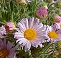 Erigeron concinnus