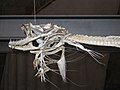 Esqueleto de peixe sapo