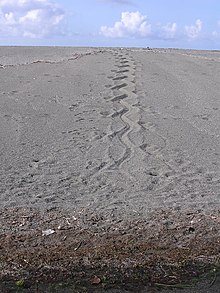 Saltwater crocodile tracks in East Timor Estuarine Crocodile tracks - abundant here in the extensive freshwater wetland of Lake Modo Mahut, Welaluhu, Manufahi (13 Jun 2005).jpg