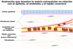 Miniatura para Matriz extracelular