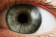 180px-Eye_iris.jpg