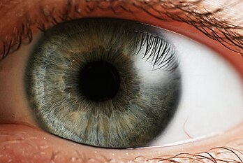 Gros plan de l’iris coloré d’un œil humain et la pupille en son centre contractable sous l’effet de muscles sphincters. Les motifs de l’iris sont considérés comme uniques pour chaque individu et pour chaque œil et ne dépendent pas du génome de l’individu ; ces spécificités en font un bon identifiant biométrique, meilleur même que les empreintes digitales grâce à leur complexité. (définition réelle 2 788 × 1 864*)