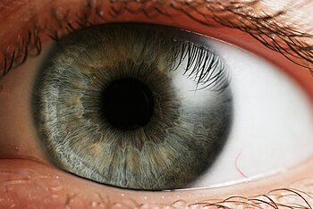 Human eye. Español: Iris de un ojo humano. El ...