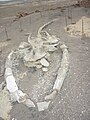 Fósil de ballena en Sacaco- Arequipa