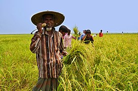 Para-uma na Bangladeshi su'lot an Mathal(মাথাল).