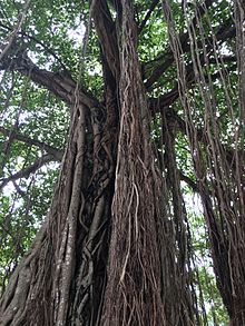 Indian banyan tree in Kodungallur Temple, Kerala, India Ficus benghalensis @ Kodungallur India 01.jpg