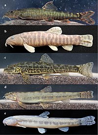 Fishes in upper Kura and Aras river drainages (10.3897-zse.96.52241) Figure 7.jpg