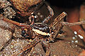 捕鱼蛛的雄性有很大只的螯足.