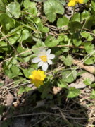 White marsh marigold and lesser celandine of Mount Airy Forest in 2022