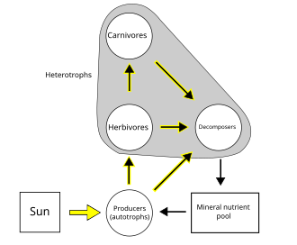 A simplified food web illustrating a three trophic food chain (producers-herbivores-carnivores) linked to decomposers. The movement of mineral nutrients is cyclic, whereas the movement of energy is unidirectional and noncyclic. Trophic species are encircled as nodes and arrows depict the links. FoodWebSimple.svg